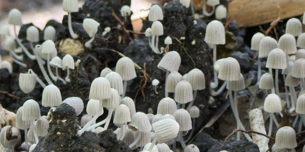 Mushroom near the Mayan Ruins in Costa Maya
